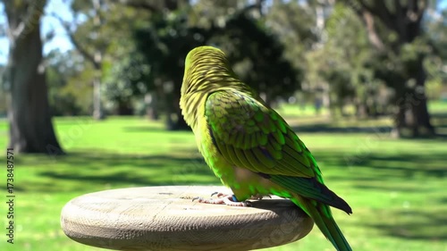 Wallpaper Mural Bright green parrot perched in a park setting on sunny day Torontodigital.ca