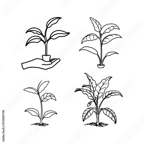 banana plant seed to bloom bundle vector illustration