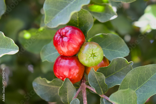 Acerola