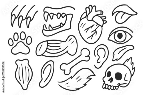 Carnivore Anatomy Doodles. Hand-drawn doodle illustration carnivore anatomy teeth, claws, paw print, jaw, muscle, bone, heart, eye, nose, ear, tongue, tail,