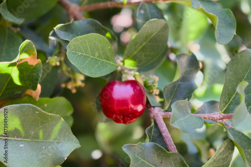 Acerola
