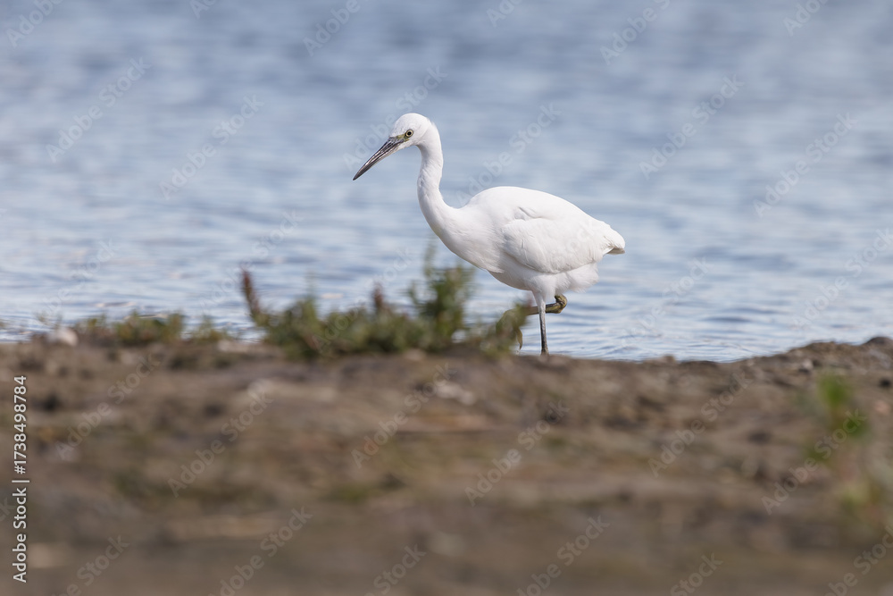 Fototapeta premium The little egret