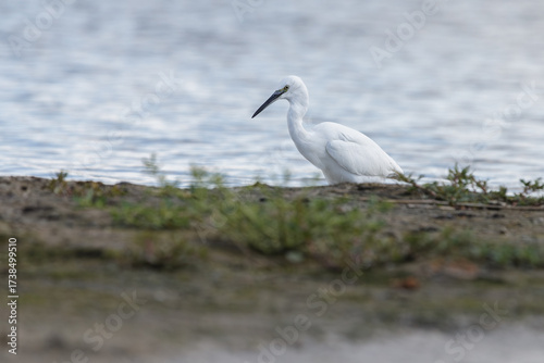 The little egret