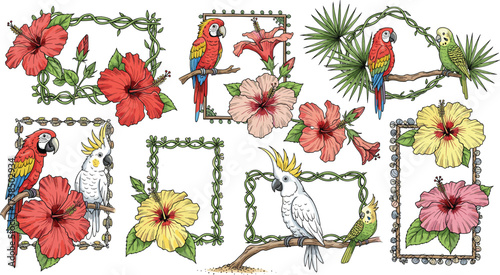 Tropical birds with vibrant hibiscus flowers and decorative frames, colorful parrot cockatoo vector set for exotic nature design themes