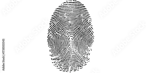 Real fingerprint in white background Engraved fingerprint pattern collection for security and design projects
