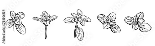  Basil leaves isolated on a white background. Italian herbs.A sprig of marjoram. Basil is a fragrant and fragrant seasoning. Hand drawn vector illustration