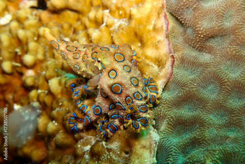 Blue-ringed octopus camouflaged on corals in Raja Ampat, Indonesia