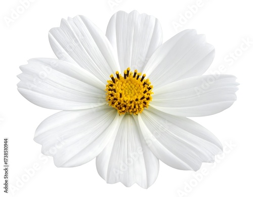 Close Up of a White Cosmos Flower.
