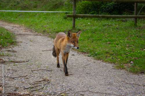 A red fox walks quietly along a gravel path in the Isola della Cona Nature Reserve, where nature and human traces gently intertwine. A fleeting moment of wildlife in a shared environment.