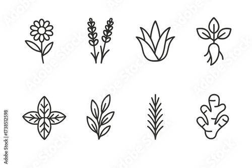 Herbal Remedy Icons. Outline icon set of natural remedy herbs: chamomile, lavender, aloe vera, ginseng, peppermint, eucalyptus, rosemary, ginger root. Line