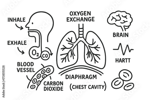 Lung Oxygen Exchange Diagram. Hand-drawn doodle illustration Oxygen exchange in lungs alveoli, lungs, oxygen molecule, carbon dioxide molecule, blood vessel,