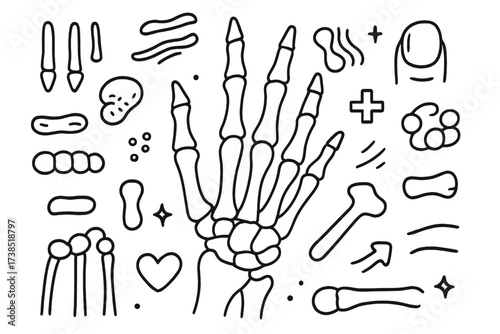 Skeleton Hand Doodle. Hand-drawn doodle illustration skeleton hand phalanges, metacarpals, carpals, wrist bones, finger bones, thumb, palm bones, joints,