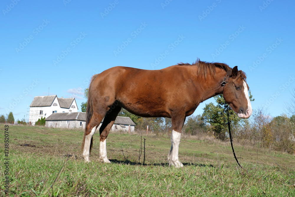 Obraz premium Horses graze in the field. Agriculture. Caring for horses.