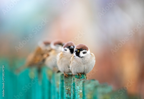 funny little birds sparrows sitting in a row on a wooden fence