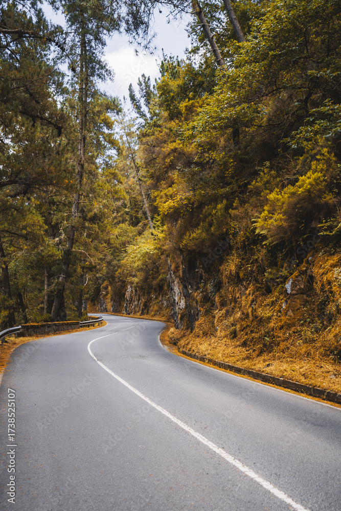 Fototapeta premium S-curve mountain road winding through pine forest along a rocky hillside, smooth asphalt and center line leading into golden foliage; serene empty route for travel, exploration, and adventure
