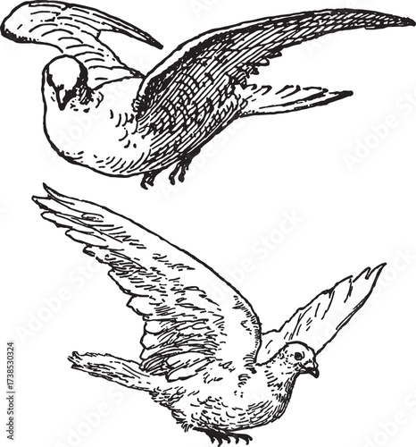 Medieval dove bird vector illustration