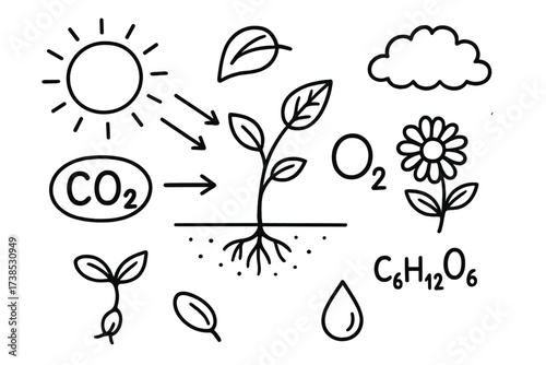 Photosynthesis Elements Doodle. Hand-drawn doodle illustration Carbon dioxide and oxygen exchange carbon dioxide symbol, oxygen bubble, leaf, arrow, sun,