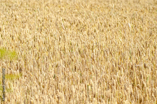 Calm and even background of ripe wheat ears. Neutral natural pattern in golden tones. Perfect textured backdrop for text, design projects, or website header.