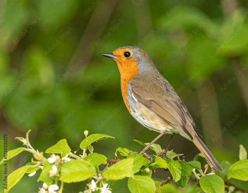 Fototapeta premium Robin perched on a branch