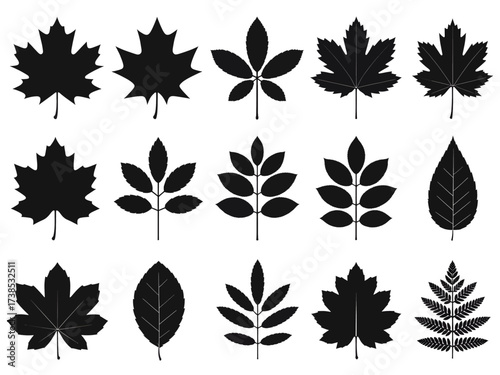 Collection of diverse leaf silhouettes in black and white showcasing various shapes and textures for botanical studies and natureinspired designs on a clean background