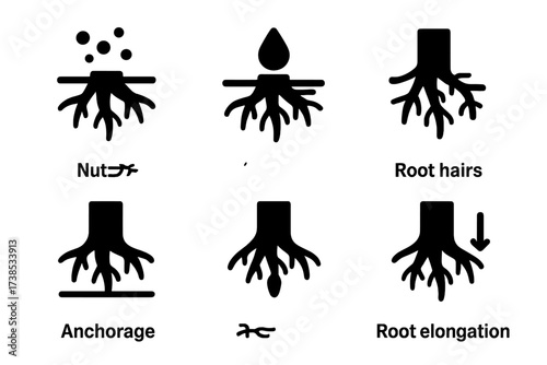 Root System Icon Set. Solid, filled icon set of root structure and functions: nutrient absorption, water uptake, anchorage, root hairs, root