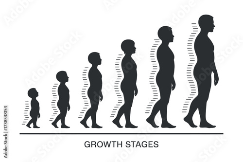 Growth Stages Vector Illustration. Child To Man. Human Evolution Phases