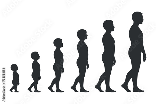 Human Development Stages Silhouette on Transparent Background