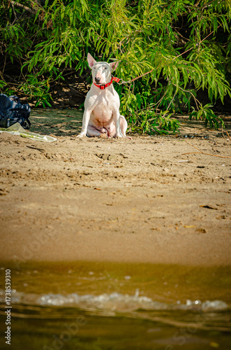 View from the water of a white Bull Terrier resting on a strip of sandy beach under shady trees. Serene coastal landscape with a dog. Red collar.