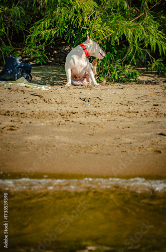 View from the water of a white Bull Terrier resting on a strip of sandy beach under shady trees. Serene coastal landscape with a dog. Red collar.