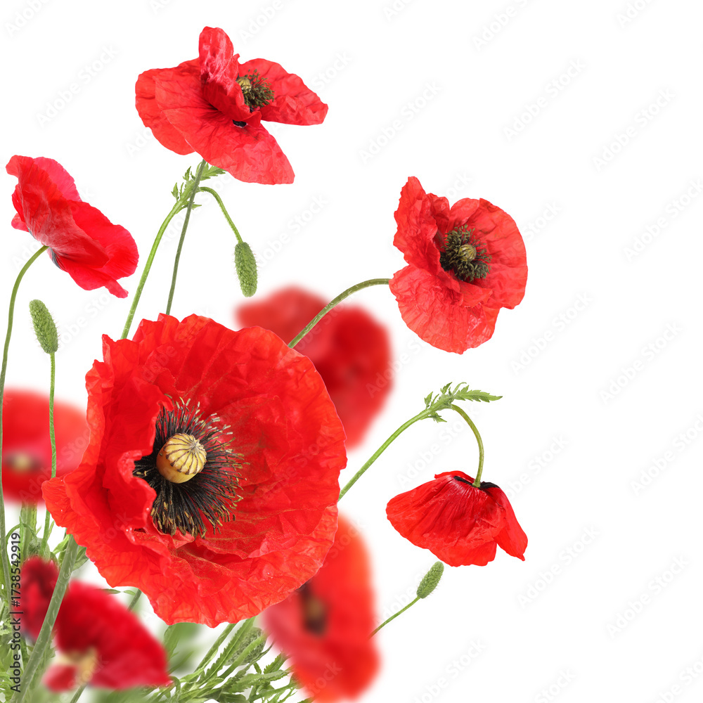 Obraz premium Bright red poppy flowers on white background