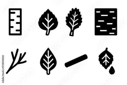 Birch Icon Set. Solid, filled icon set of natural birch elements: birch tree trunk, birch leaves, birch whisk, bark texture, branches cluster, leaf veins,
