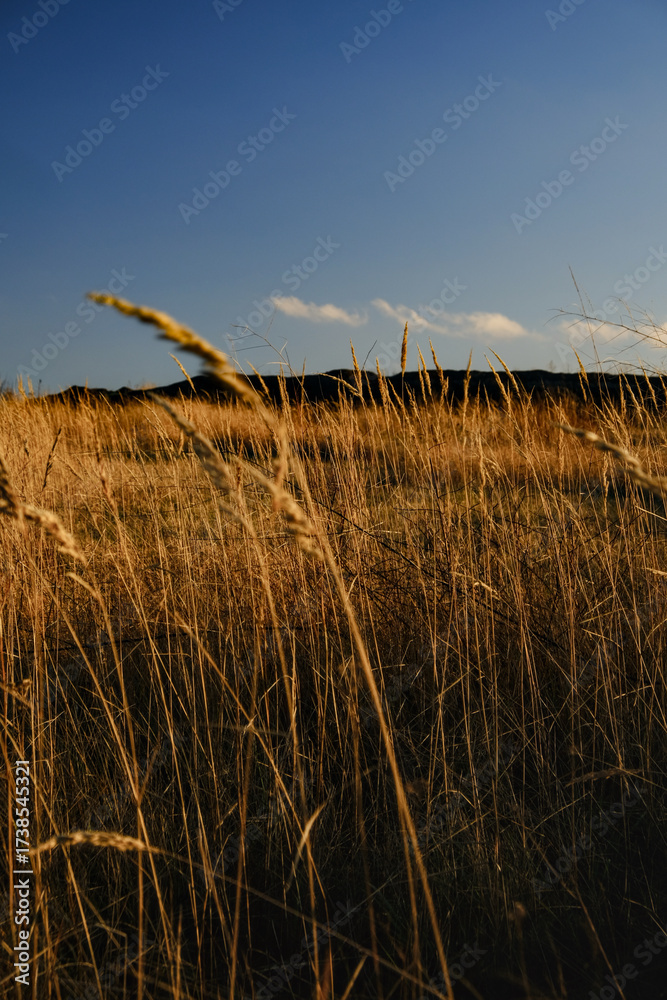 Obraz premium Golden dry grass in a field under a clear blue sky at sunset