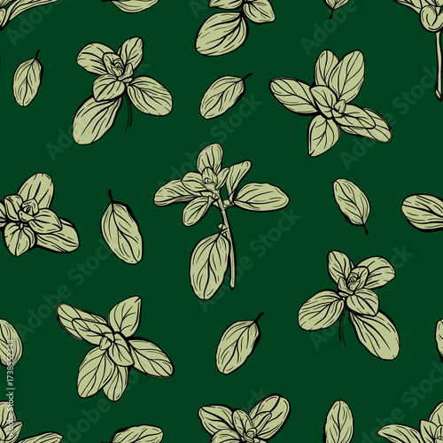Basil Seamless Pattern. Italian herbs. Marjoram pattern. Hand-drawn illustration.