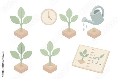 Signs of Plant Health. Isometric vector illustration set Signs of Healthy Transplant: upright leaves and firm stem, no drooping