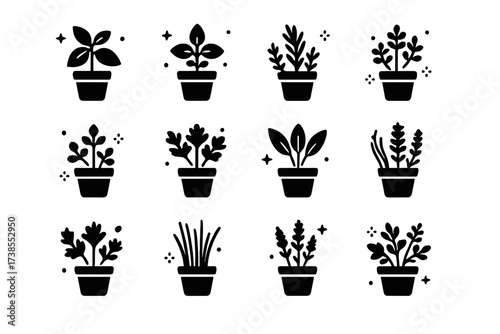 Indoor Herb Icons. Indoor herbs. Solid icons set of indoor herbs: basil pot, mint pot, rosemary pot, thyme pot, oregano pot, parsley pot, sage pot, dill pot,
