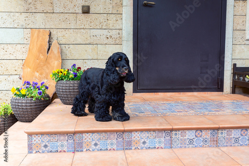 Portrait of a cute black spaniel.