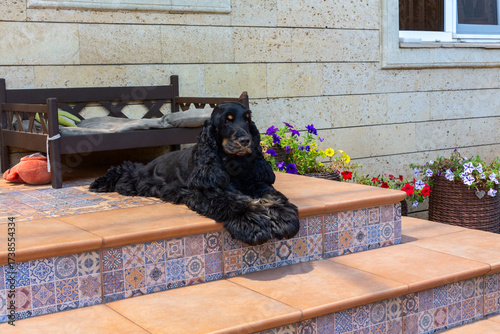 Relaxed Guardian(Black Spaniel).