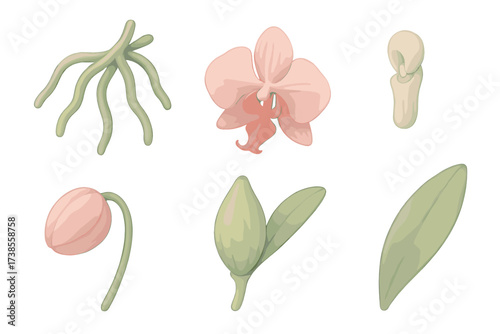 Orchid Anatomy Illustration. Isometric vector illustration set Orchid anatomy details: orchid aerial roots, labellum lip petal,