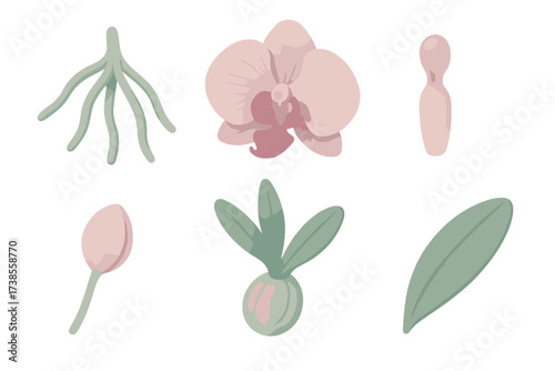 Orchid Anatomy Illustration. Isometric vector illustration set Orchid anatomy details: orchid aerial roots, labellum lip petal,