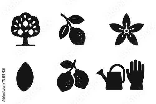 Lime Plant Icon Set. Solid, filled icon set of lime plant and growth: lime tree, lime branch, lime leaves, lime flower, lime seed, lime fruit cluster, watering