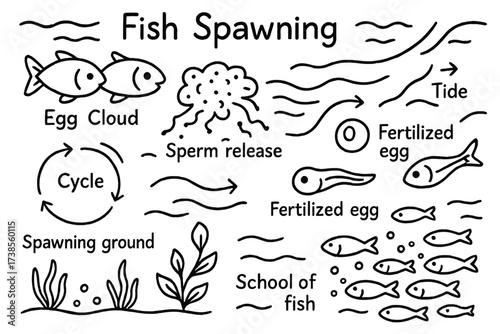 Fish Spawning Cycle. Fish spawning. Hand-drawn doodle illustration fish spawning fish pair, egg cloud, sperm release, river mouth, tide arrow, fertilized egg,