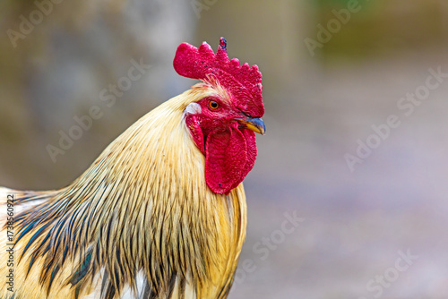 Hahn - Gockel - Huhn - Bauernhof - Allgäu