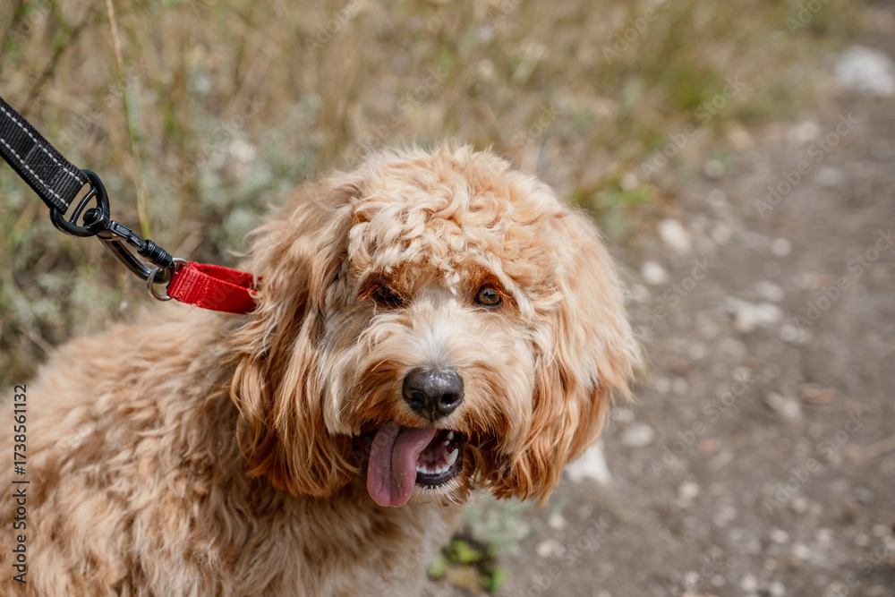 Fototapeta premium A close portrait of a charming curly brown dog of breed Labradoodle or Cavapoo outdoor. The breed of the dog is a cross between a poodle.
