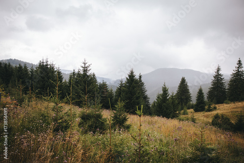 Wallpaper Mural forest in the forest Torontodigital.ca
