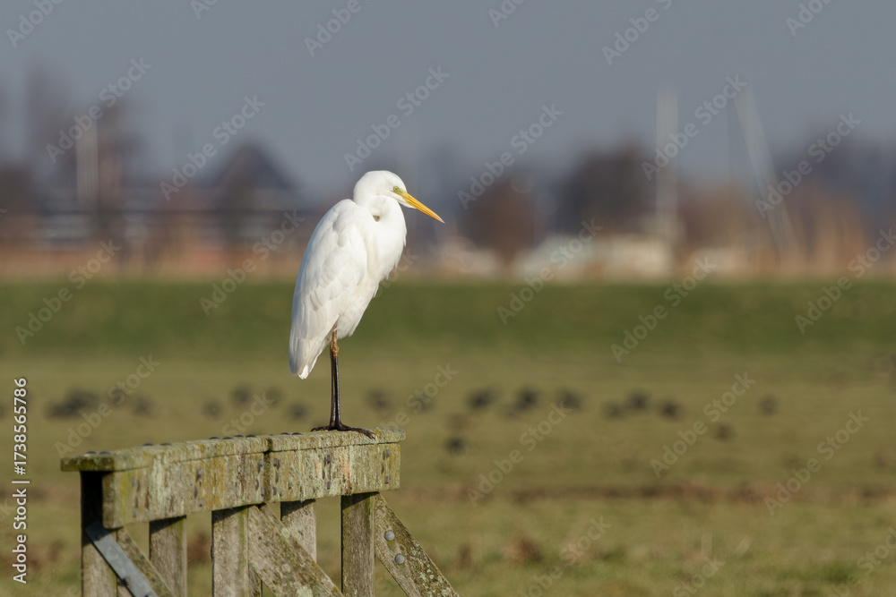 Obraz premium A great egret sitting on a fence looking for food