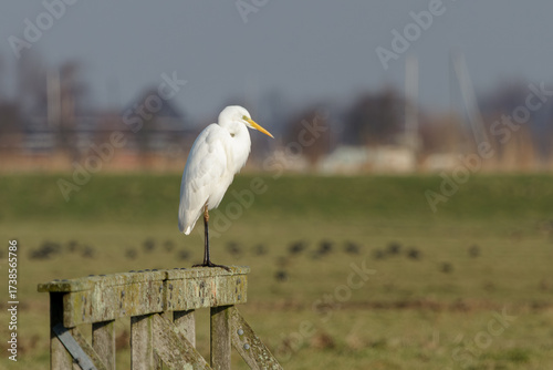 A great egret sitting on a fence looking for food