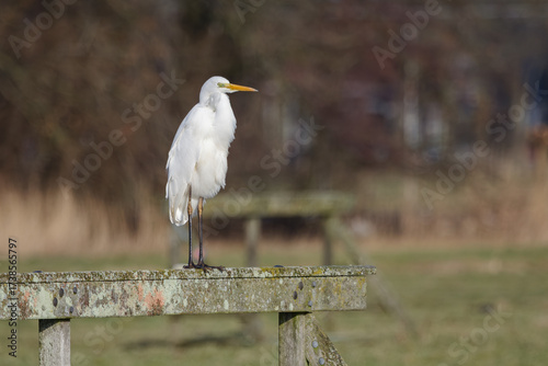 A great egret sitting on a fence looking for food
