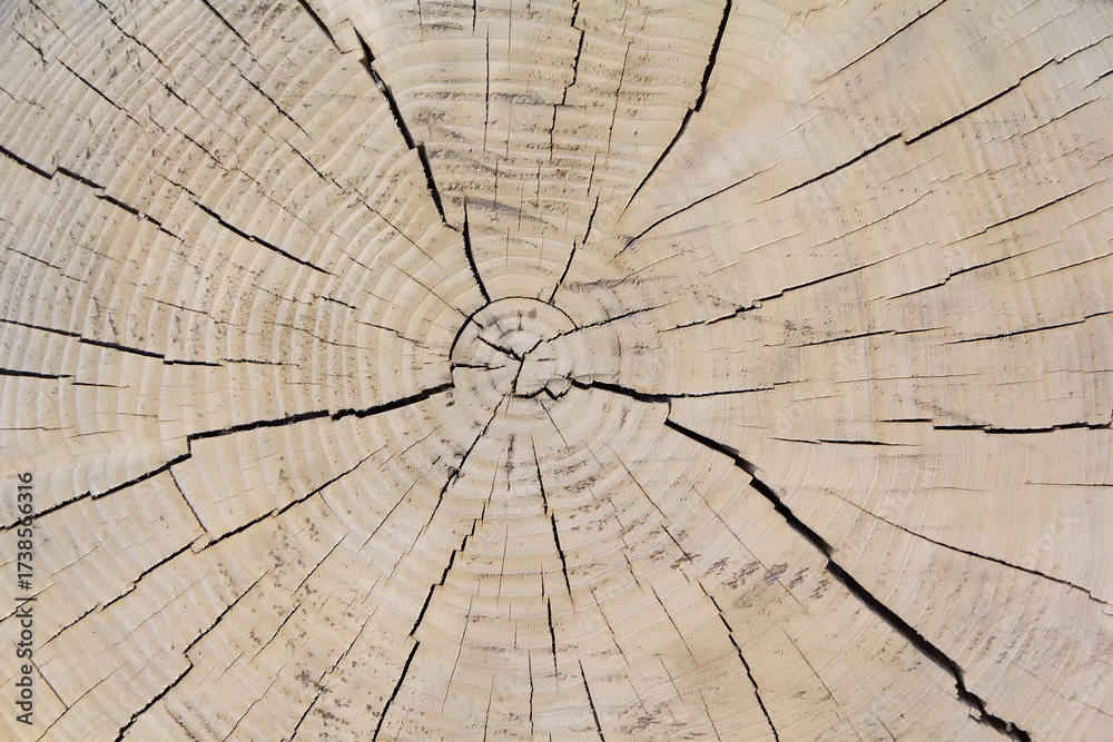 Obraz premium Old weathered cracked tree trunk cross section background