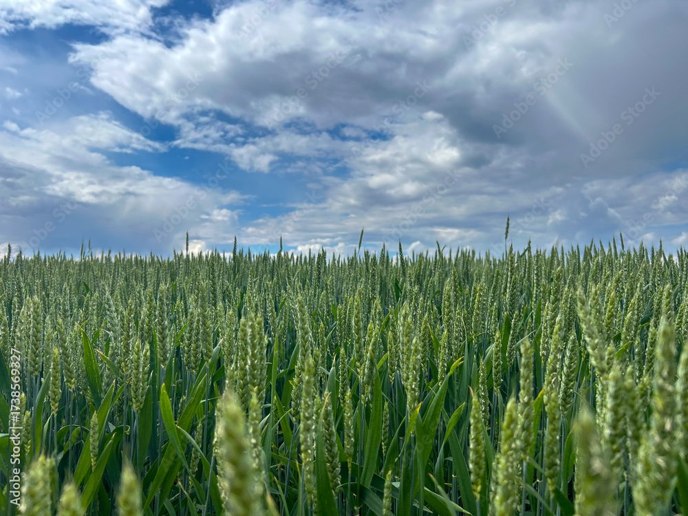 Naklejka premium A lush green wheat field stretches toward the horizon under a cloudy blue sky. A peaceful rural scene capturing the beauty of nature and agriculture.