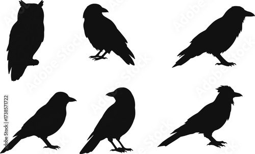 Collection of detailed black and white silhouettes of an owl and various ravens or crows, standing in different poses on a white background